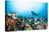 School of Yellow Tail Surgeonfish-Michele Westmorland-Stretched Canvas