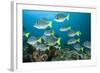 School of Yellow Tail Surgeonfish-Michele Westmorland-Framed Photographic Print