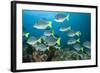 School of Yellow Tail Surgeonfish-Michele Westmorland-Framed Photographic Print