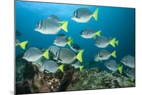 School of Yellow Tail Surgeonfish-Michele Westmorland-Mounted Photographic Print