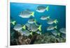 School of Yellow Tail Surgeonfish-Michele Westmorland-Framed Photographic Print