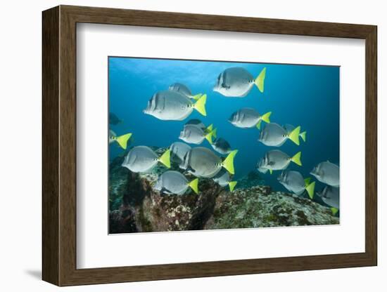 School of Yellow Tail Surgeonfish-Michele Westmorland-Framed Photographic Print