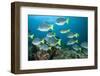 School of Yellow Tail Surgeonfish-Michele Westmorland-Framed Photographic Print