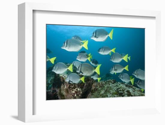 School of Yellow Tail Surgeonfish-Michele Westmorland-Framed Photographic Print