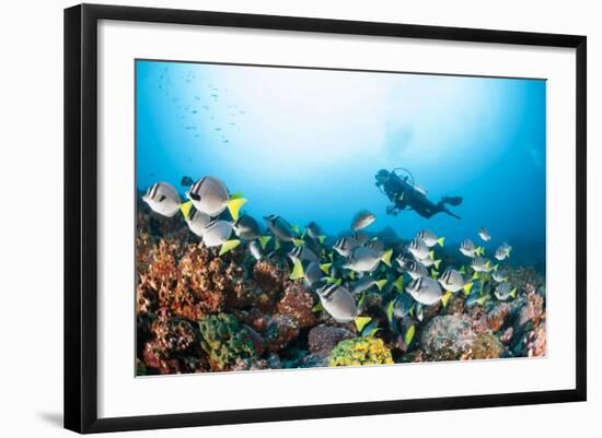 School of Yellow Tail Surgeonfish-Michele Westmorland-Framed Photographic Print