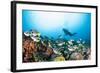 School of Yellow Tail Surgeonfish-Michele Westmorland-Framed Photographic Print