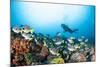 School of Yellow Tail Surgeonfish-Michele Westmorland-Mounted Photographic Print