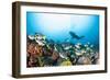 School of Yellow Tail Surgeonfish-Michele Westmorland-Framed Photographic Print