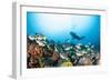 School of Yellow Tail Surgeonfish-Michele Westmorland-Framed Photographic Print