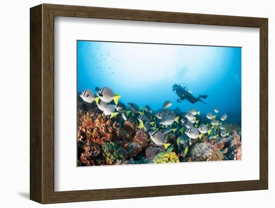 School of Yellow Tail Surgeonfish-Michele Westmorland-Framed Photographic Print