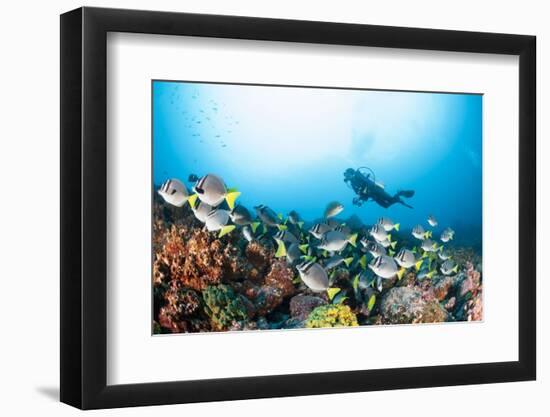 School of Yellow Tail Surgeonfish-Michele Westmorland-Framed Photographic Print