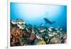 School of Yellow Tail Surgeonfish-Michele Westmorland-Framed Photographic Print