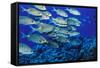 School of Yellowspot Emperor, Blue Corner, Palau, Micronesia-Ali Kabas-Framed Stretched Canvas