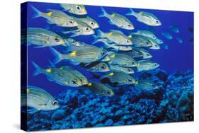 School of Yellowspot Emperor, Blue Corner, Palau, Micronesia-Ali Kabas-Stretched Canvas