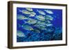 School of Yellowspot Emperor, Blue Corner, Palau, Micronesia-Ali Kabas-Framed Photographic Print