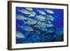 School of Yellowspot Emperor, Blue Corner, Palau, Micronesia-Ali Kabas-Framed Photographic Print