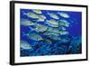 School of Yellowspot Emperor, Blue Corner, Palau, Micronesia-Ali Kabas-Framed Photographic Print