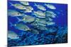 School of Yellowspot Emperor, Blue Corner, Palau, Micronesia-Ali Kabas-Mounted Photographic Print