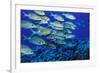 School of Yellowspot Emperor, Blue Corner, Palau, Micronesia-Ali Kabas-Framed Photographic Print