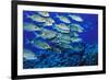 School of Yellowspot Emperor, Blue Corner, Palau, Micronesia-Ali Kabas-Framed Photographic Print