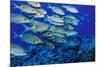 School of Yellowspot Emperor, Blue Corner, Palau, Micronesia-Ali Kabas-Mounted Photographic Print