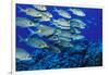 School of Yellowspot Emperor, Blue Corner, Palau, Micronesia-Ali Kabas-Framed Photographic Print