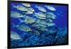 School of Yellowspot Emperor, Blue Corner, Palau, Micronesia-Ali Kabas-Framed Photographic Print