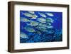 School of Yellowspot Emperor, Blue Corner, Palau, Micronesia-Ali Kabas-Framed Photographic Print