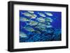 School of Yellowspot Emperor, Blue Corner, Palau, Micronesia-Ali Kabas-Framed Photographic Print