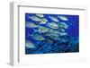 School of Yellowspot Emperor, Blue Corner, Palau, Micronesia-Ali Kabas-Framed Photographic Print