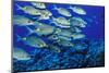 School of Yellowspot Emperor, Blue Corner, Palau, Micronesia-Ali Kabas-Mounted Photographic Print