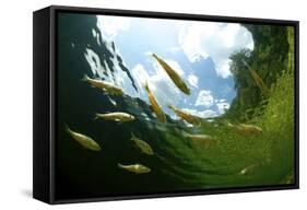 School Of Young European Perch (Perca Fluviatilis) In Altausseer Lake, Austria, July-Bert Willaert-Framed Stretched Canvas