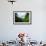 School Of Young European Perch (Perca Fluviatilis) In Altausseer Lake, Austria, July-Bert Willaert-Framed Photographic Print displayed on a wall