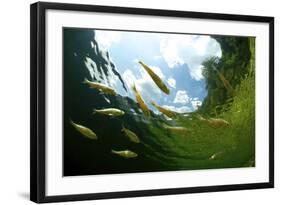 School Of Young European Perch (Perca Fluviatilis) In Altausseer Lake, Austria, July-Bert Willaert-Framed Photographic Print