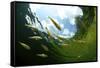 School Of Young European Perch (Perca Fluviatilis) In Altausseer Lake, Austria, July-Bert Willaert-Framed Stretched Canvas