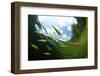 School Of Young European Perch (Perca Fluviatilis) In Altausseer Lake, Austria, July-Bert Willaert-Framed Photographic Print