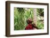 Schoolchild Embracing Tree Trunk and Looking Up, Bujumbura, Burundi-Anthony Asael-Framed Photographic Print