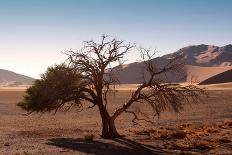 Red Dunes of Sossusvlei-schoolgirl-Stretched Canvas