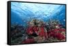 Schooling Anthias Fish and Healthy Corals of Beqa Lagoon, Fiji-Stocktrek Images-Framed Stretched Canvas