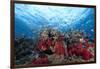 Schooling Anthias Fish and Healthy Corals of Beqa Lagoon, Fiji-Stocktrek Images-Framed Premium Photographic Print