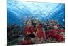 Schooling Anthias Fish and Healthy Corals of Beqa Lagoon, Fiji-Stocktrek Images-Mounted Premium Photographic Print