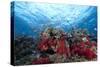 Schooling Anthias Fish and Healthy Corals of Beqa Lagoon, Fiji-Stocktrek Images-Stretched Canvas