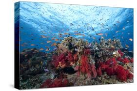 Schooling Anthias Fish and Healthy Corals of Beqa Lagoon, Fiji-Stocktrek Images-Stretched Canvas