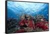 Schooling Anthias Fish and Healthy Corals of Beqa Lagoon, Fiji-Stocktrek Images-Framed Stretched Canvas