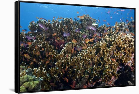 Schooling Anthias Fish and Healthy Corals of Beqa Lagoon, Fiji-Stocktrek Images-Framed Stretched Canvas