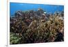 Schooling Anthias Fish and Healthy Corals of Beqa Lagoon, Fiji-Stocktrek Images-Framed Premium Photographic Print