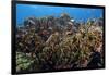 Schooling Anthias Fish and Healthy Corals of Beqa Lagoon, Fiji-Stocktrek Images-Framed Premium Photographic Print