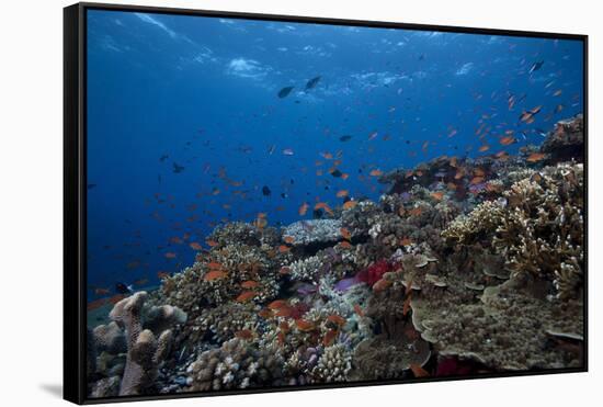 Schooling Anthias Fish and Healthy Corals of Beqa Lagoon, Fiji-Stocktrek Images-Framed Stretched Canvas