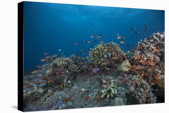 Schooling Anthias Fish and Healthy Corals of Beqa Lagoon, Fiji-Stocktrek Images-Stretched Canvas