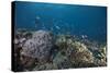 Schooling Anthias Fish and Healthy Corals of Beqa Lagoon, Fiji-Stocktrek Images-Stretched Canvas